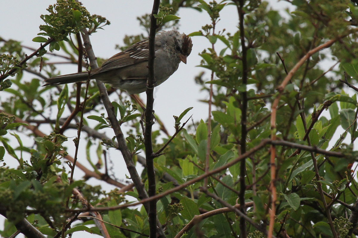 White-crowned Sparrow / 15 Apr / Firefall Dr.