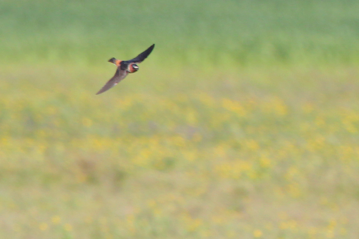 Cliff Swallow / 17 Apr / Back Bay Landing Rd.