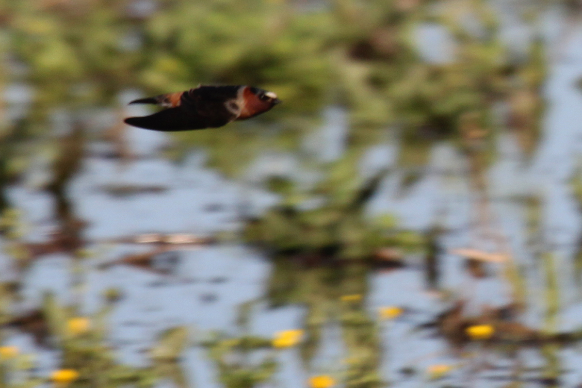 Cliff Swallow / 17 Apr / Back Bay Landing Rd.