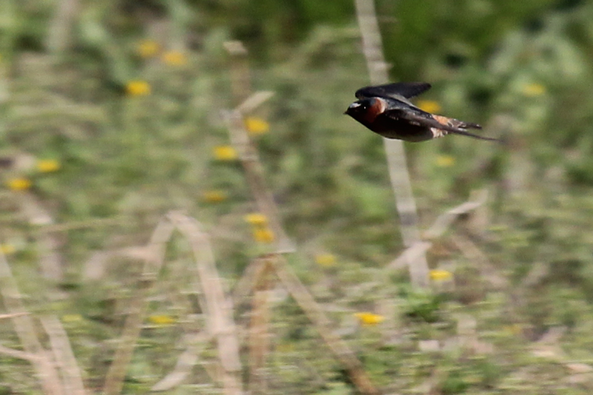 Cliff Swallow / 17 Apr / Back Bay Landing Rd.