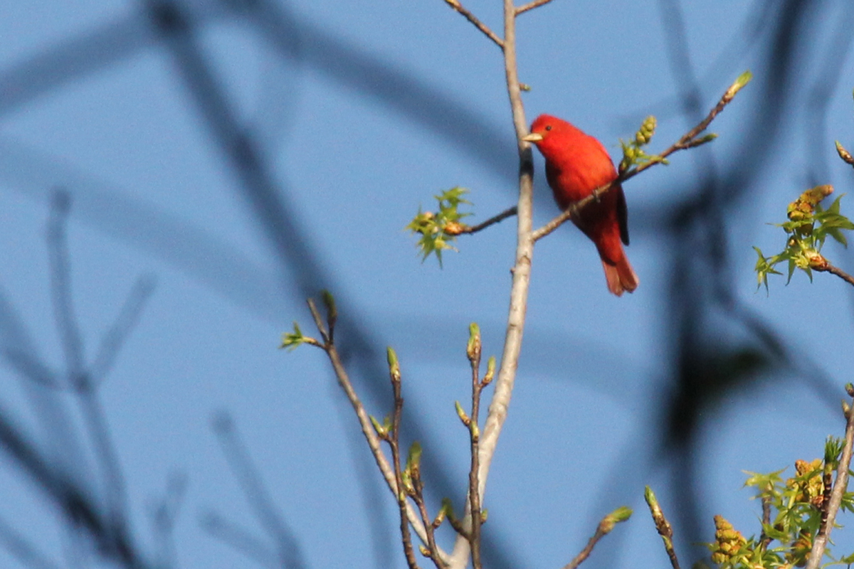 Summer Tanager / 14 Apr / Stumpy Lake NA