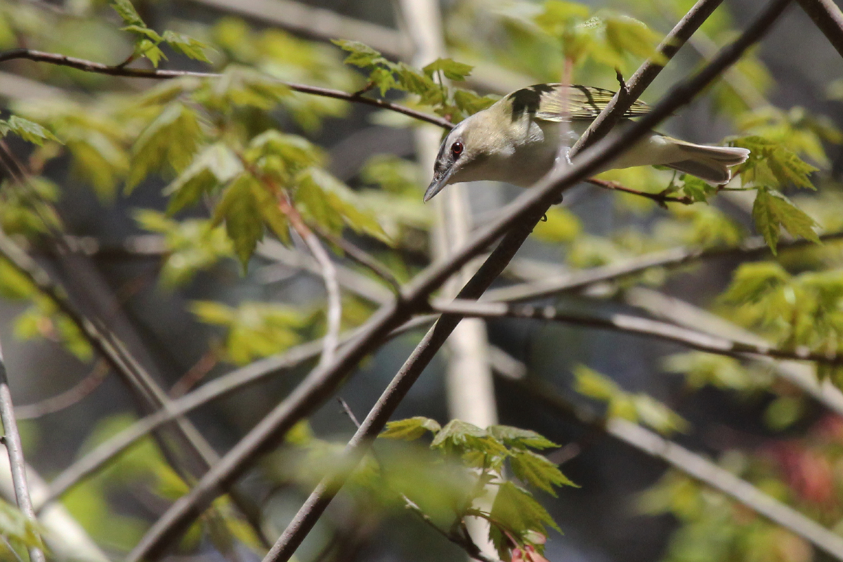 Red-eyed Vireo / 14 Apr / Red Wing Park