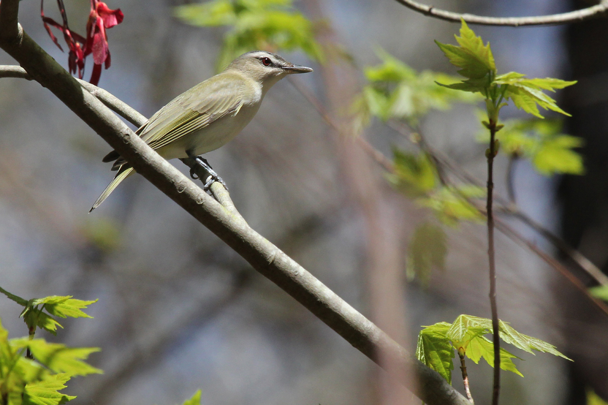 Red-eyed Vireo / 14 Apr / Red Wing Park