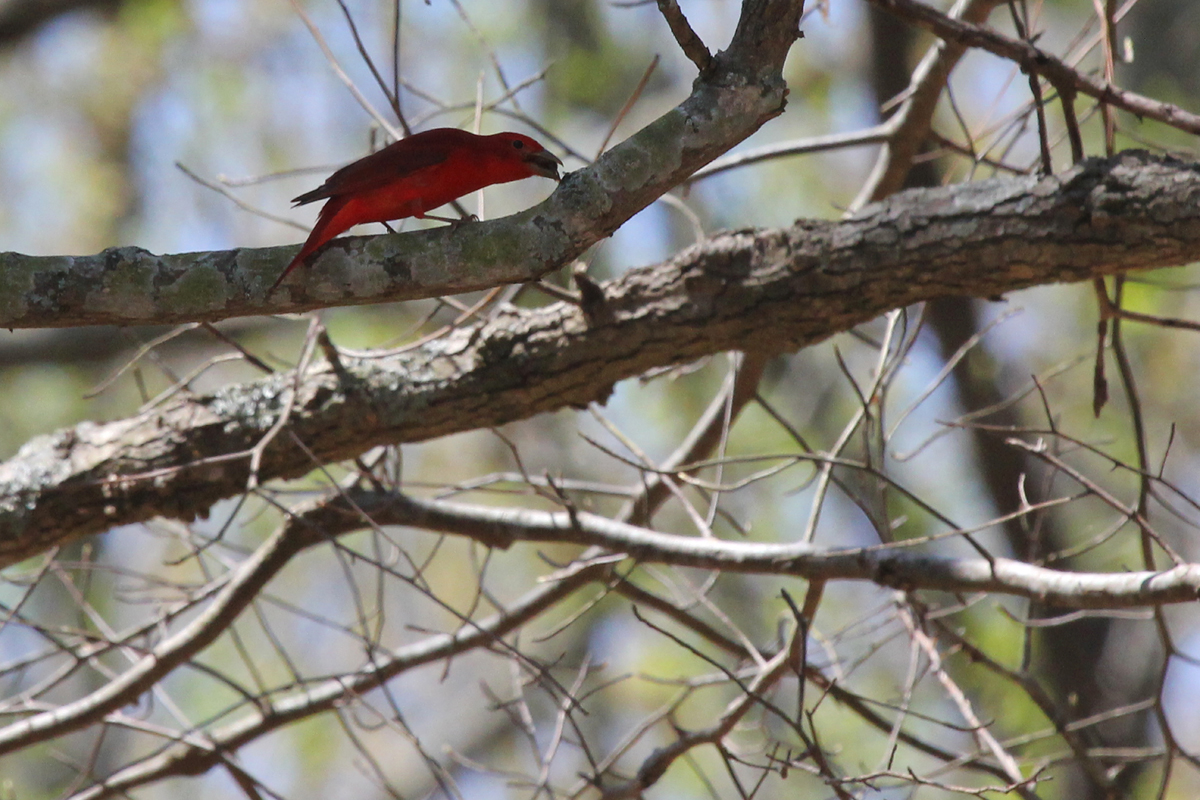 Summer Tanager / 14 Apr / Red Wing Park