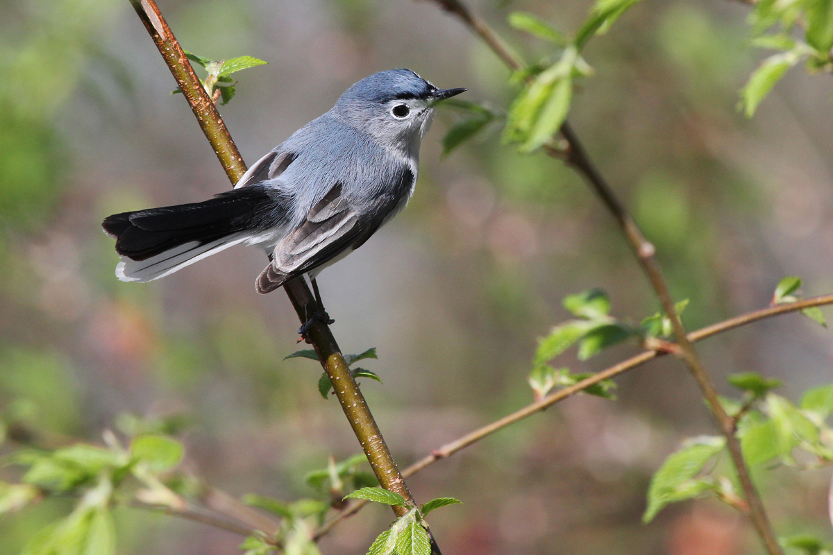 Blue-gray Gnatcatcher / 13 Apr / Stumpy Lake NA