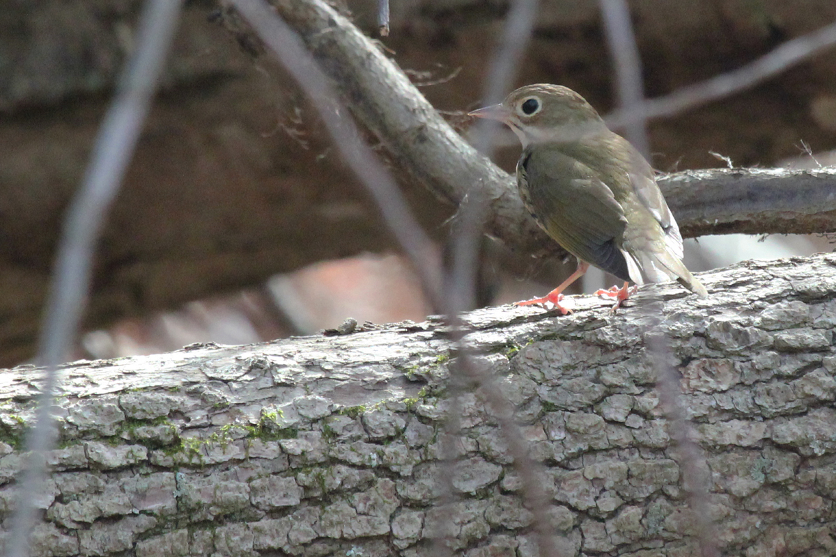 Ovenbird / 13 Apr / Stumpy Lake NA