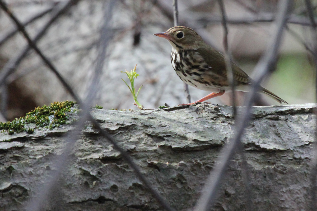 Ovenbird / 13 Apr / Stumpy Lake NA