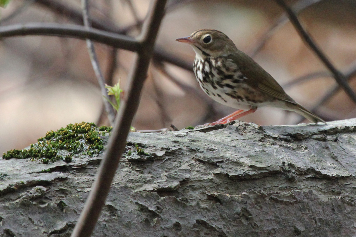 Ovenbird / 13 Apr / Stumpy Lake NA