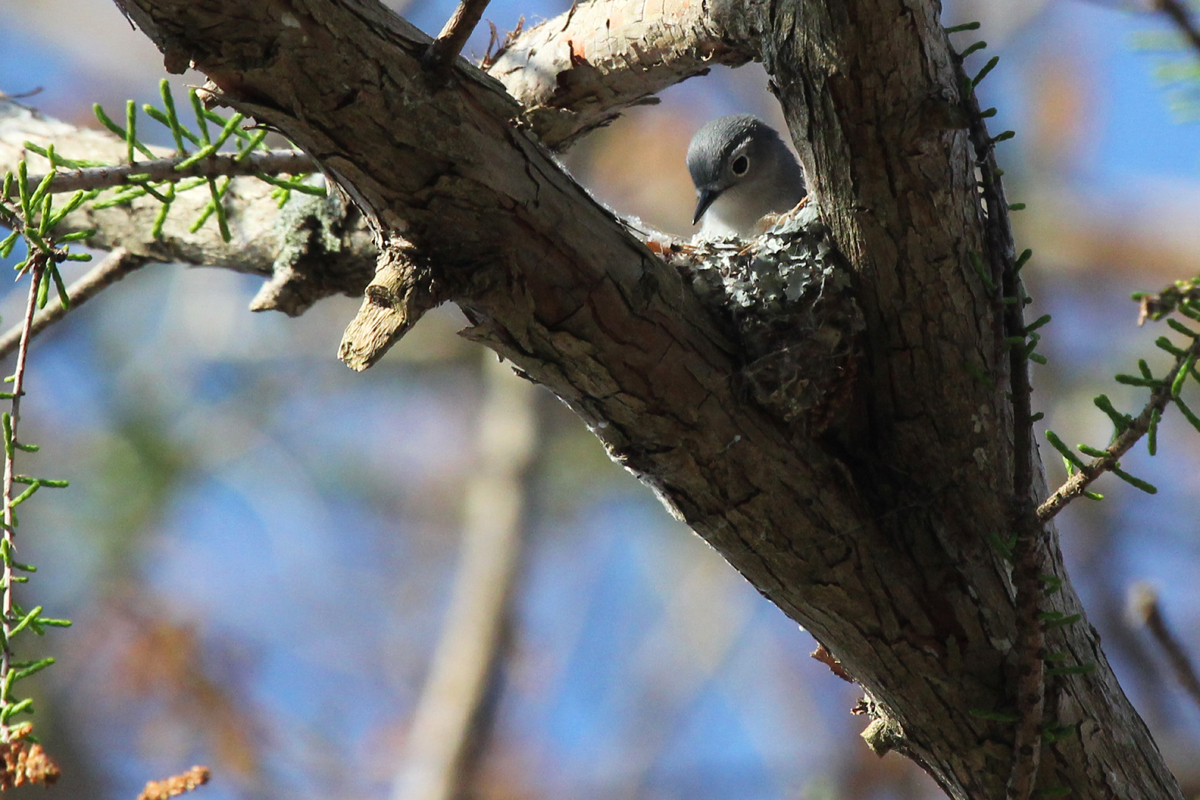 Blue-gray Gnatcatcher / 14 Apr / Stumpy Lake NA