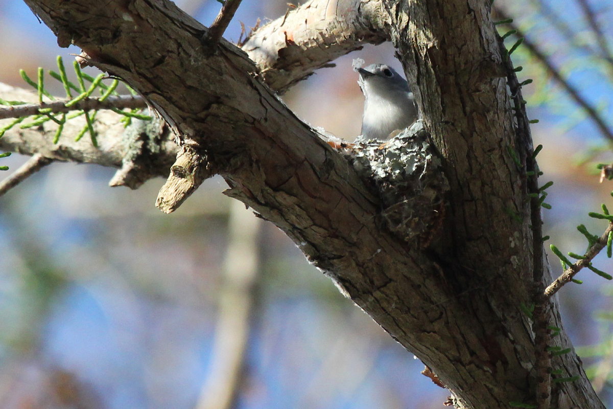 Blue-gray Gnatcatcher / 14 Apr / Stumpy Lake NA