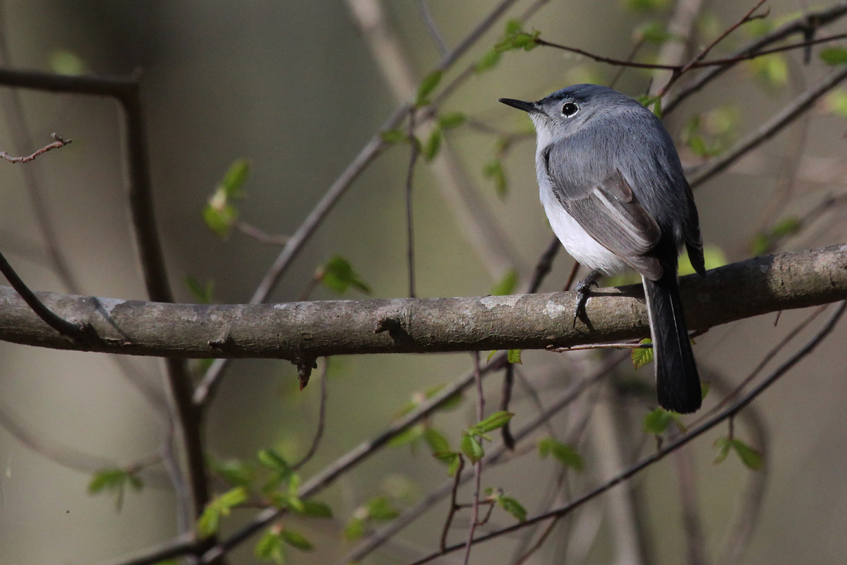 Blue-gray Gnatcatcher / 14 Apr / Red Wing Park