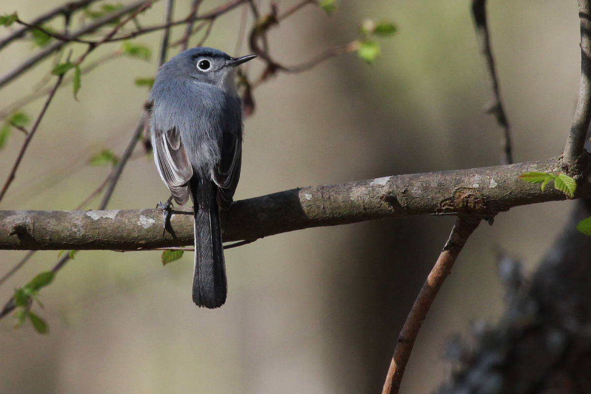 Blue-gray Gnatcatcher / 14 Apr / Red Wing Park