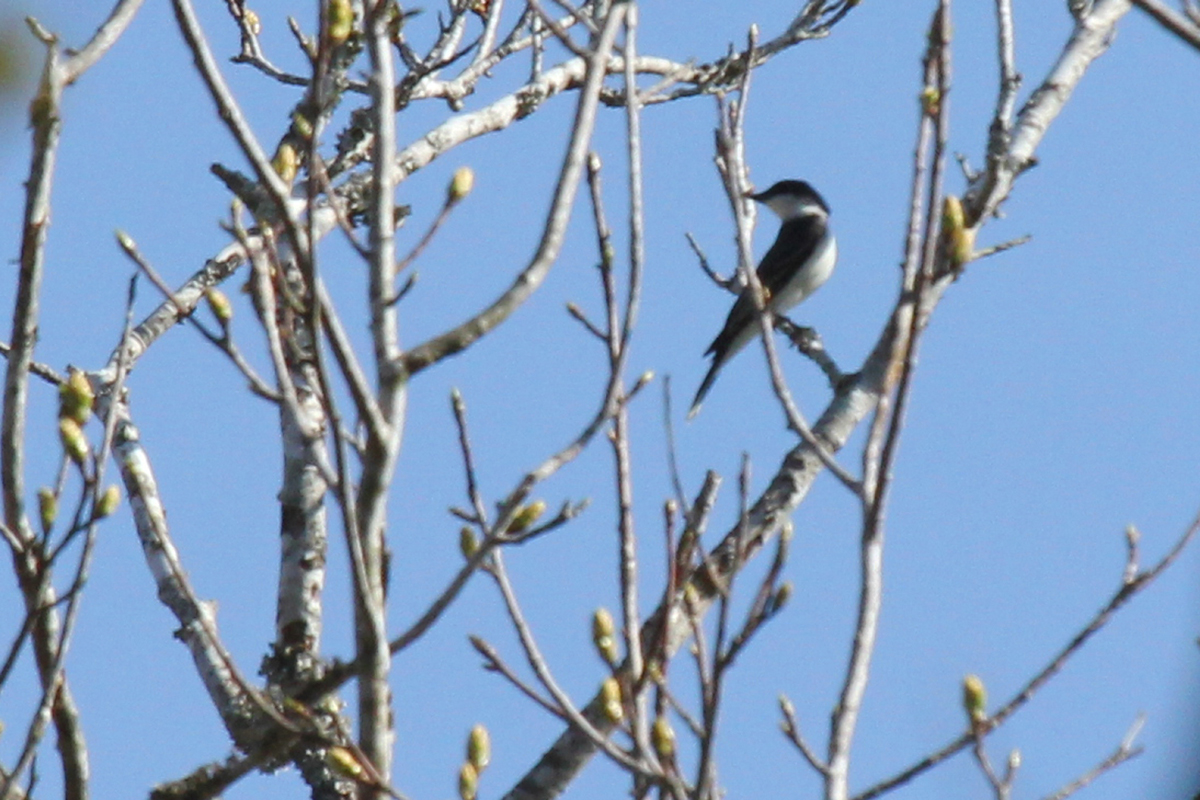 Eastern Kingbird / 14 Apr / Red Wing Park