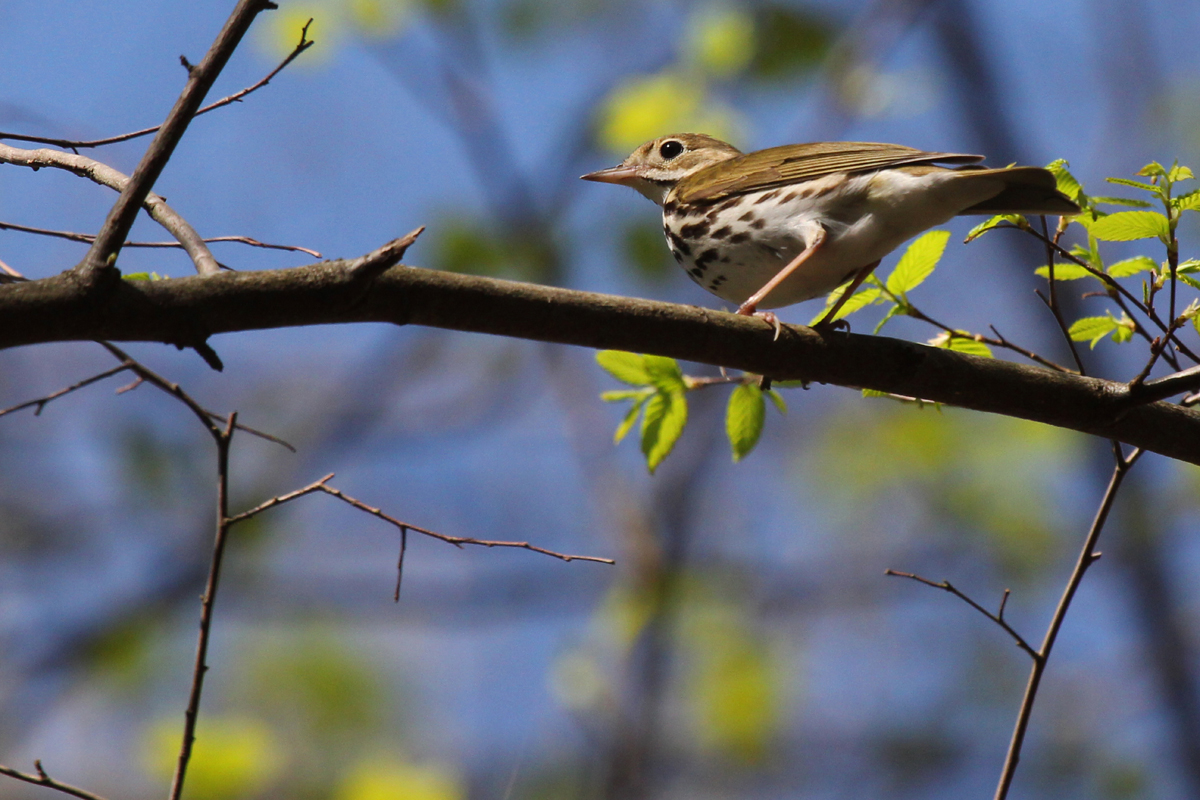 Ovenbird / 14 Apr / Red Wing Park