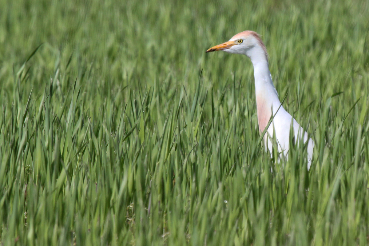 Cattle Egret / 14 Apr / Muddy Creek Rd.