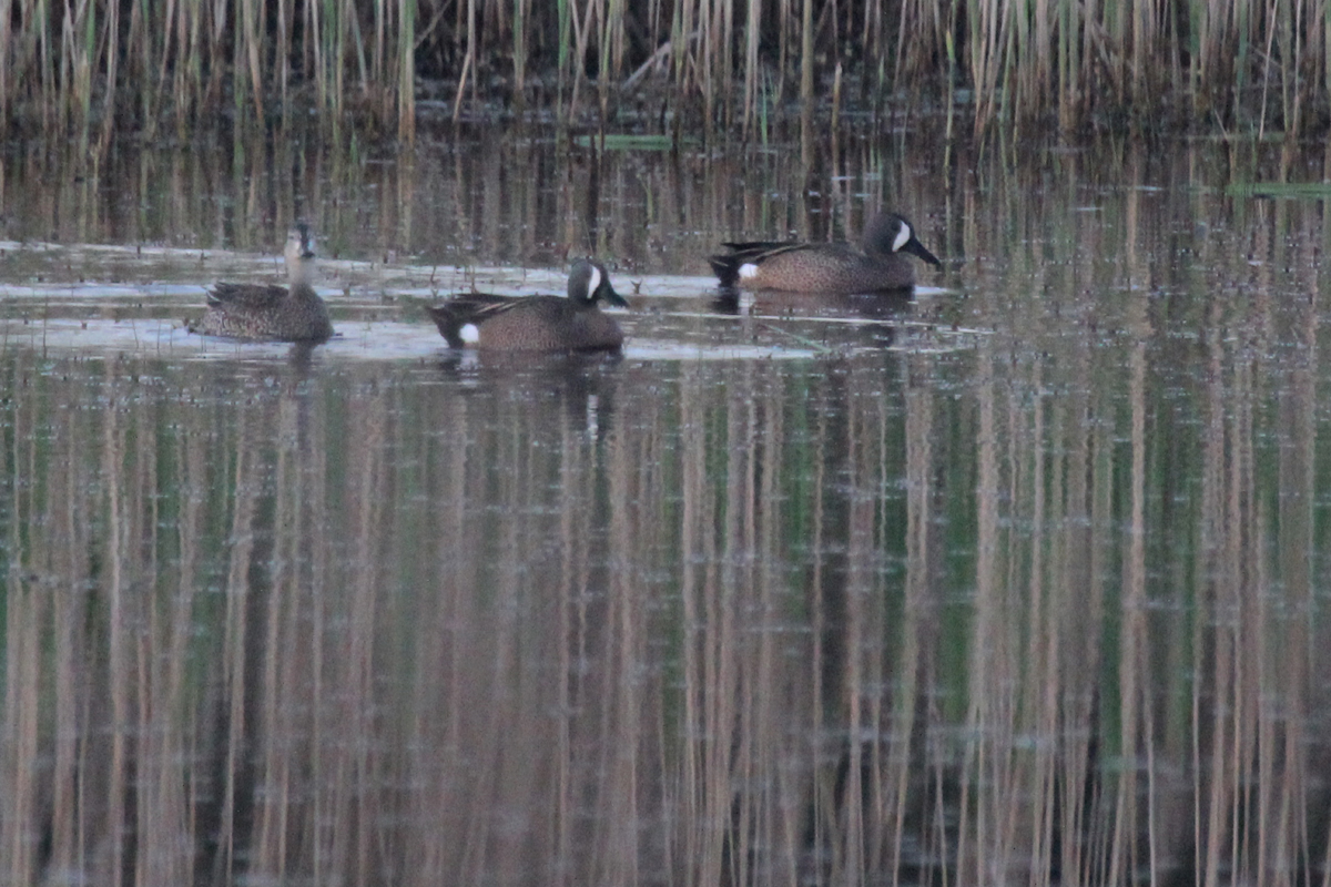 Blue-winged Teal / 15 Apr / Princess Anne WMA Whitehurst Tract