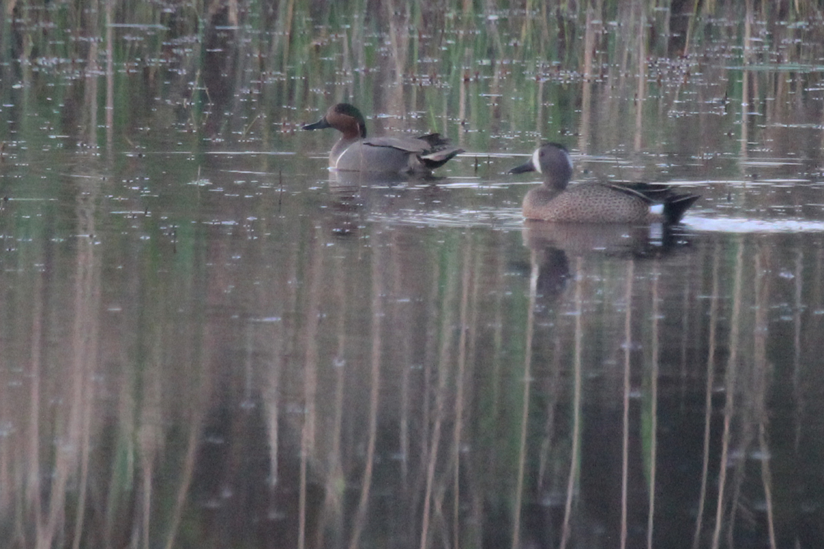 Green & Blue-winged Teal / 15 Apr / Princess Anne WMA Whitehurst Tract