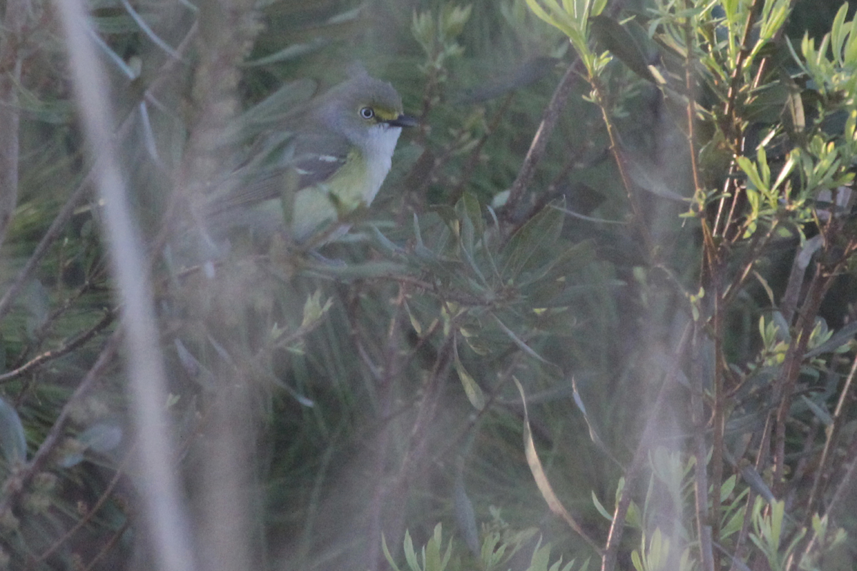 White-eyed Vireo / 15 Apr / Princess Anne WMA Whitehurst Tract