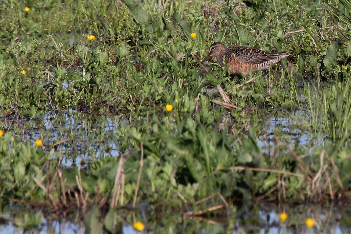 Short-billed Dowitcher / 17 Apr / Back Bay Landing Rd.