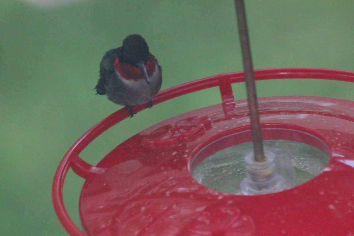 Ruby-throated Hummingbird / 18 Apr