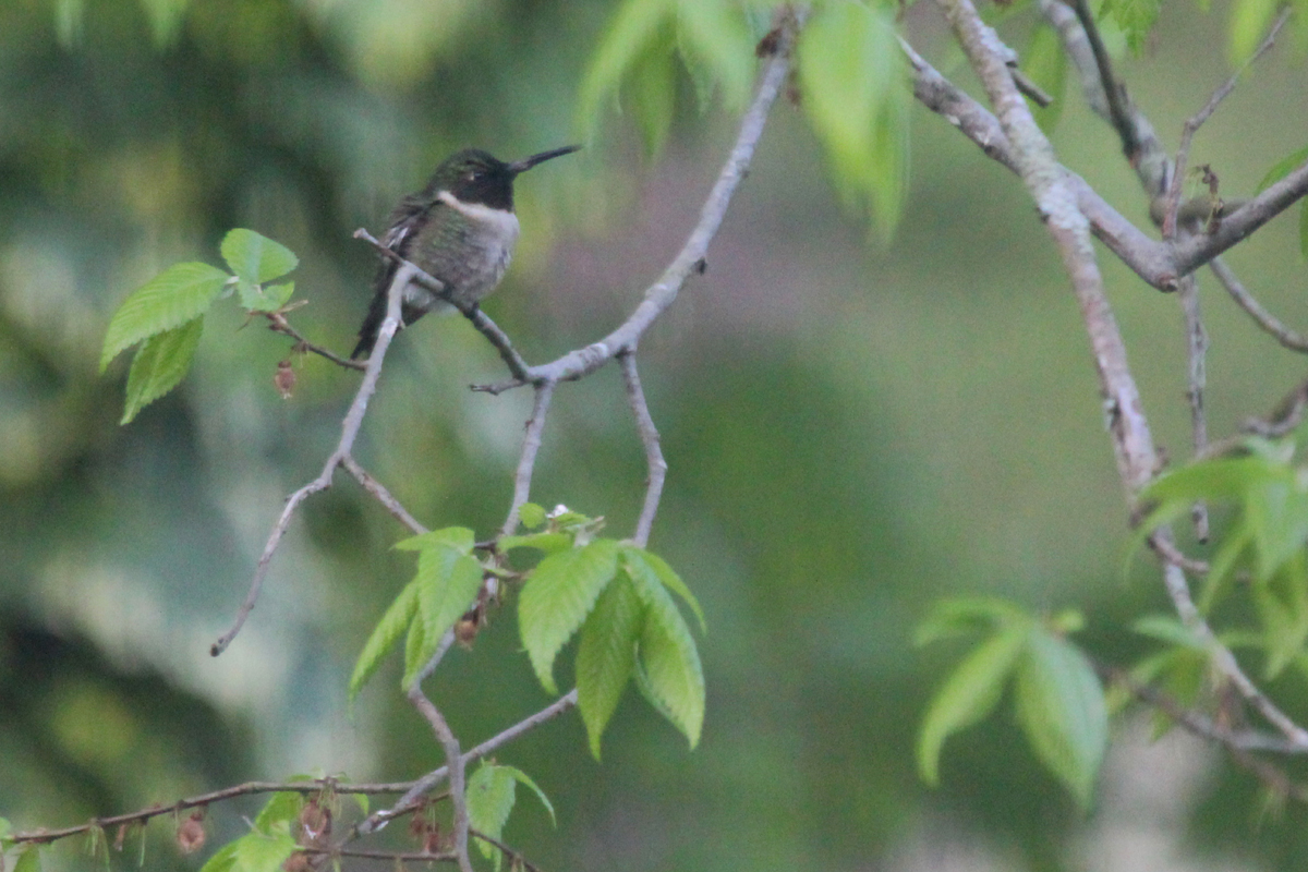 Ruby-throated Hummingbird / 18 Apr
