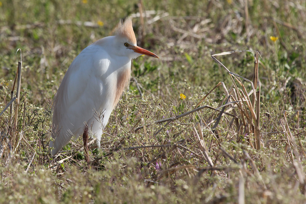 Cattle Egret / 18 Apr / Back Bay Landing Rd.