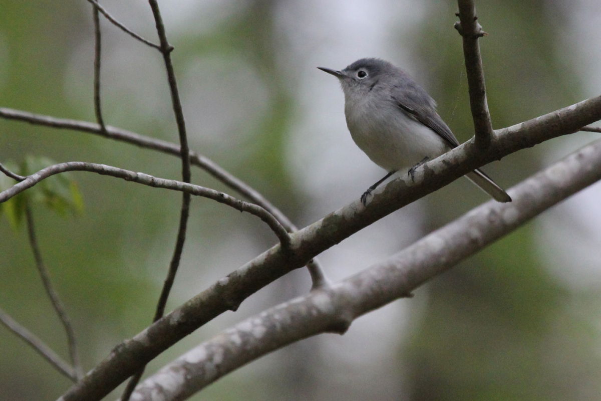 Blue-gray Gnatcatcher / 19 Apr / Red Wing Park