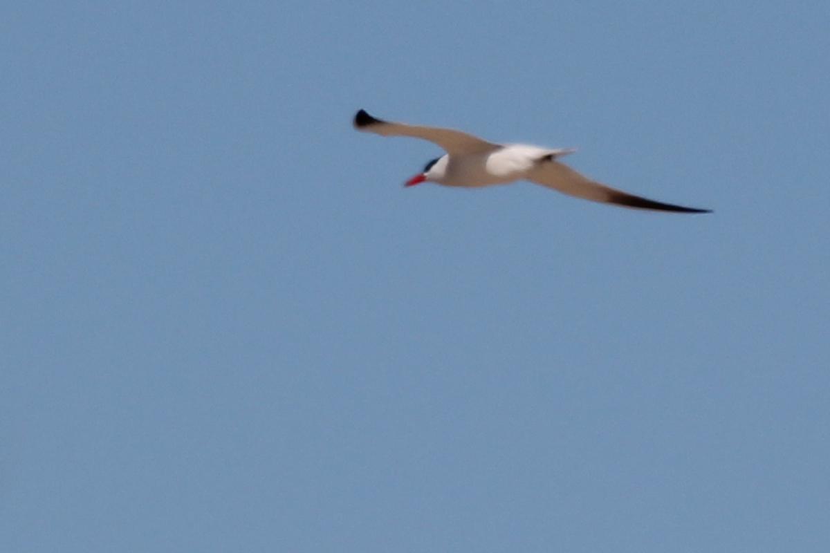 Caspian Tern / 20 Apr / Back Bay NWR