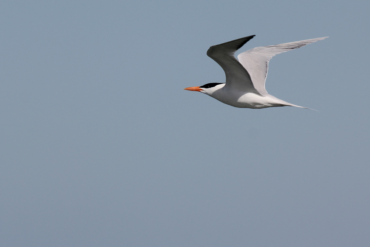 Royal Tern / 20 Apr / Back Bay NWR