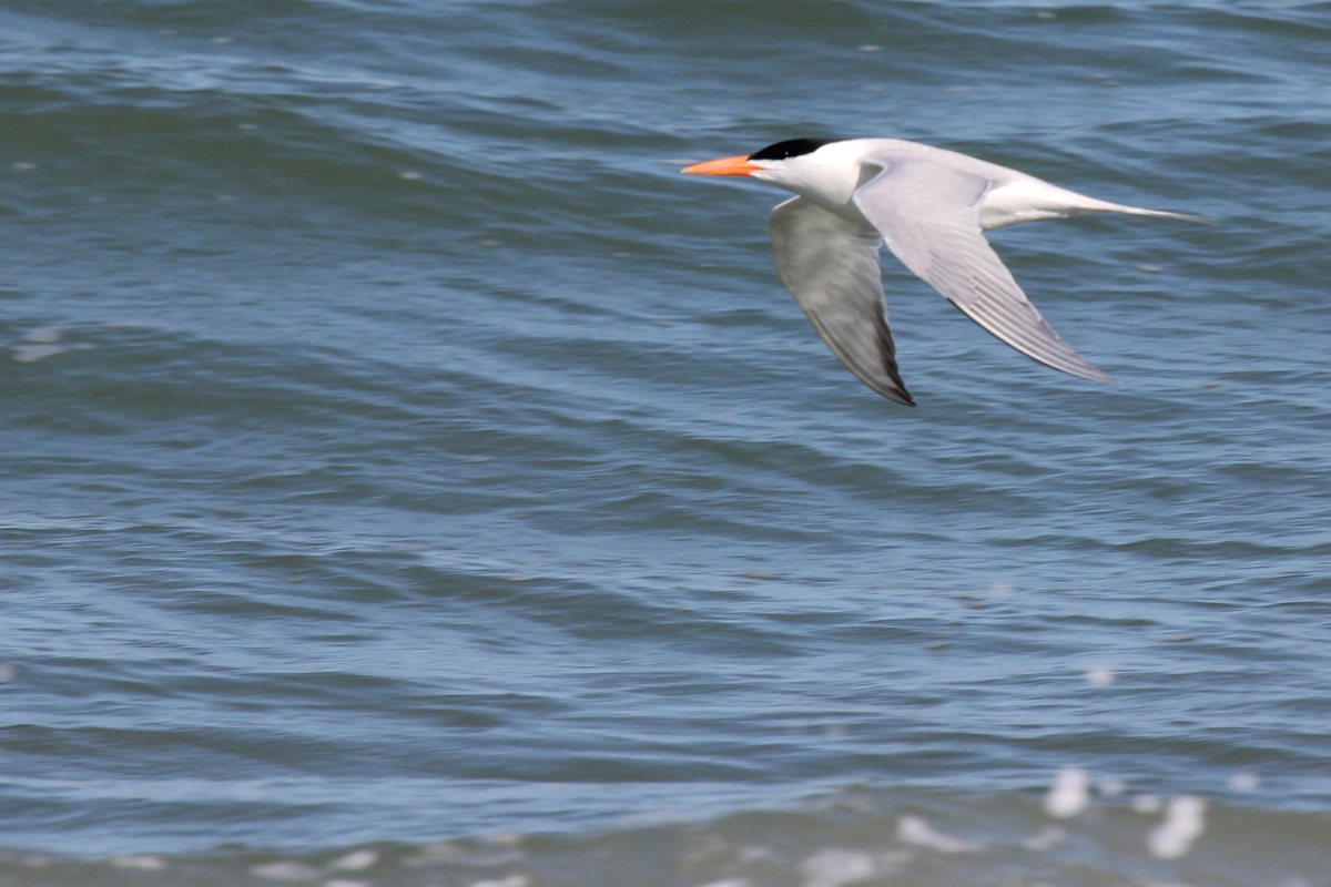 Royal Tern / 20 Apr / Back Bay NWR