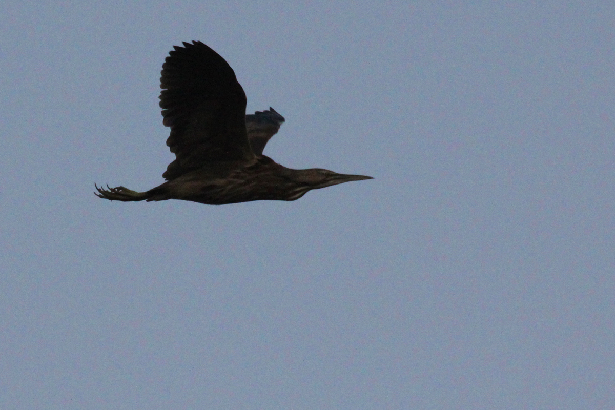 American Bittern / 15 Apr / Princess Anne WMA Whitehurst Tract