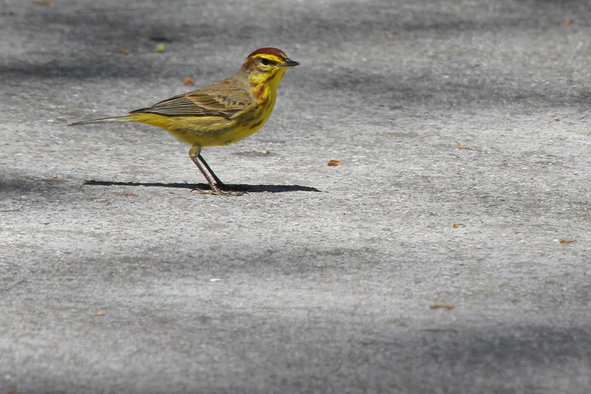 Palm Warbler (Yellow) / 14 Apr / Red Wing Park