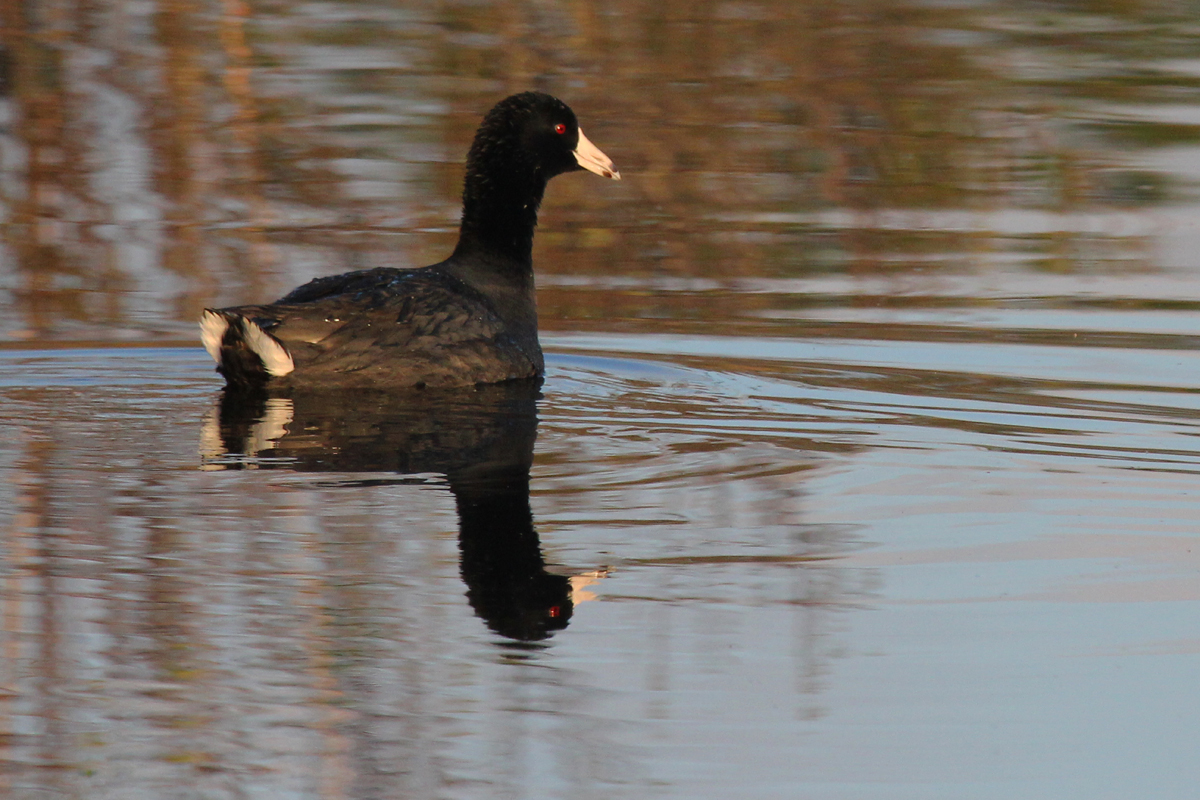 American Coot / 15 Apr / Princess Anne WMA Whitehurst Tract