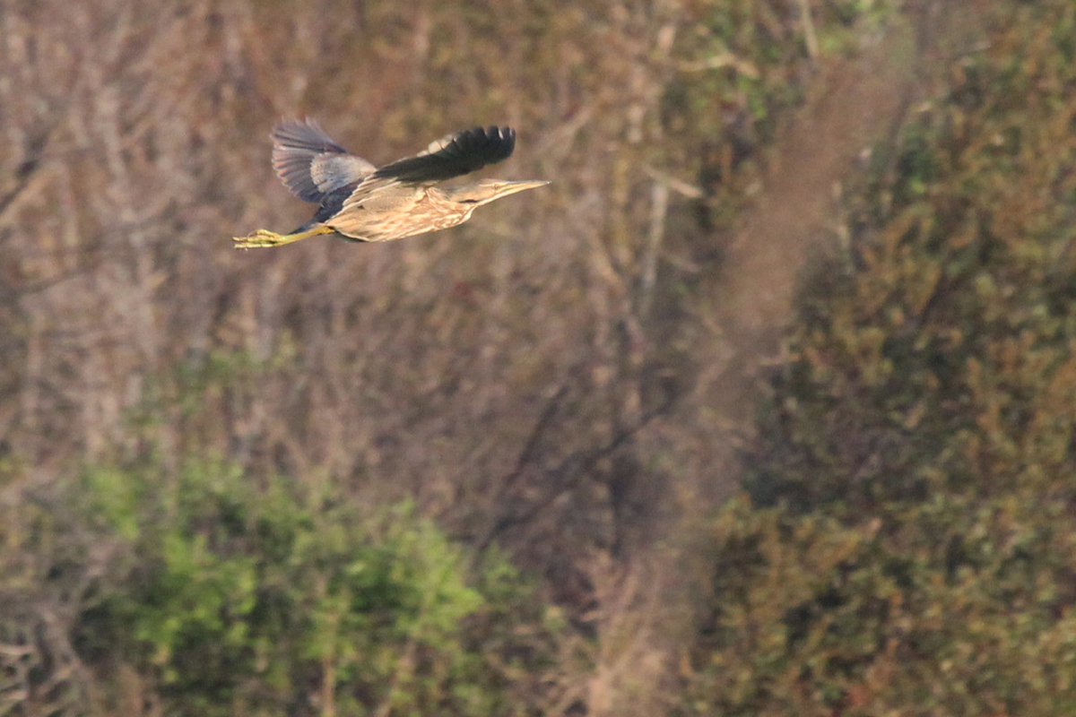 American Bittern / 15 Apr / Princess Anne WMA Whitehurst Tract