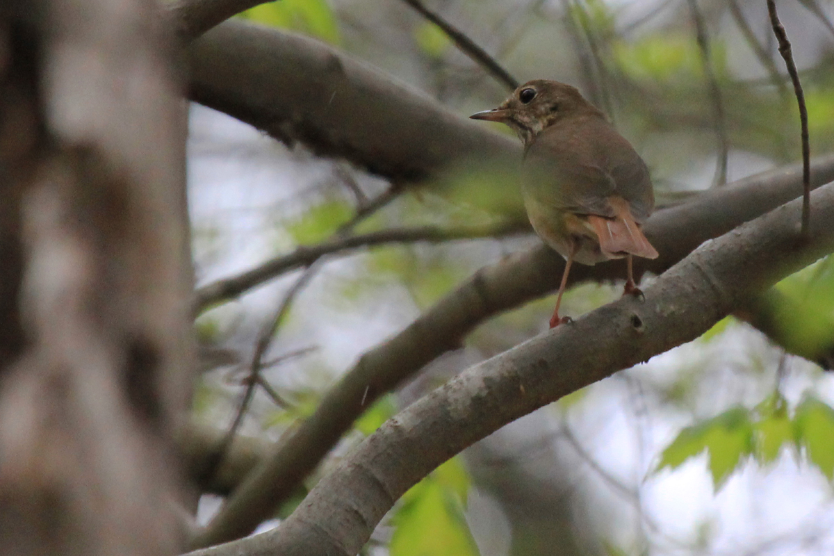 Hermit Thrush / 15 Apr / Stumpy Lake NA