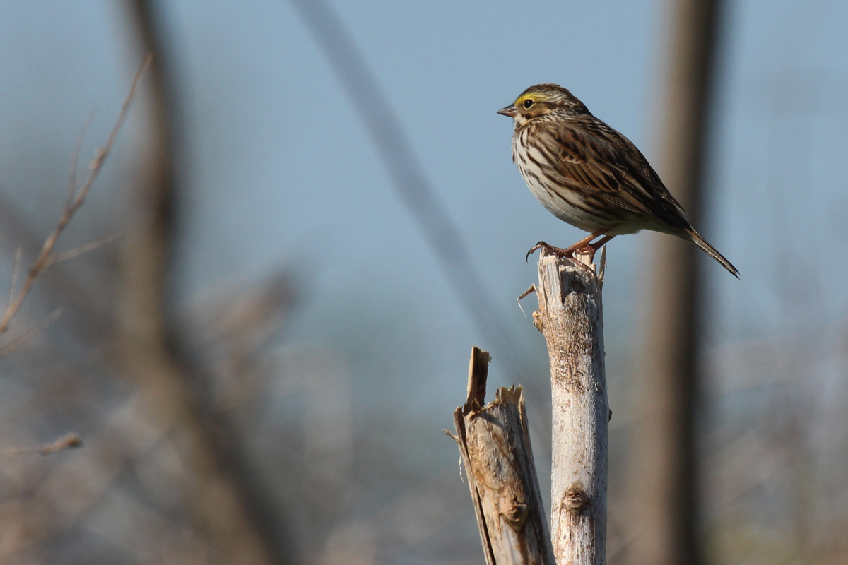 Savannah Sparrow (Savannah) / 17 Apr / Grimstead Rd.
