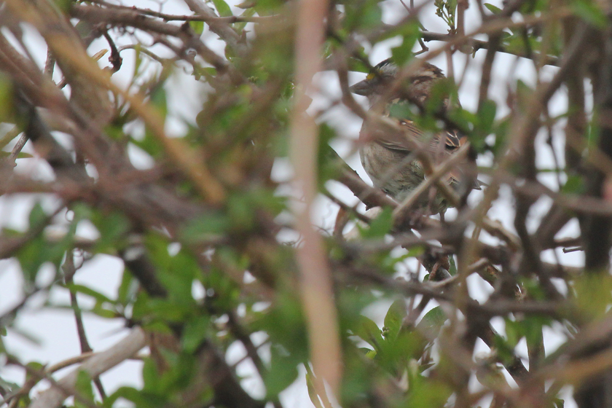 White-throated Sparrow / 15 Apr / Firefall Dr.