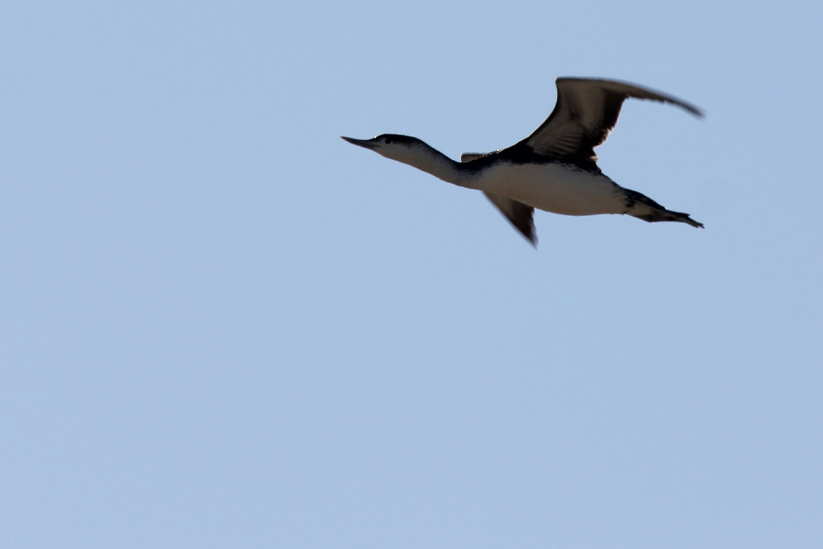 Red-throated Loon / 20 Apr / Back Bay NWR