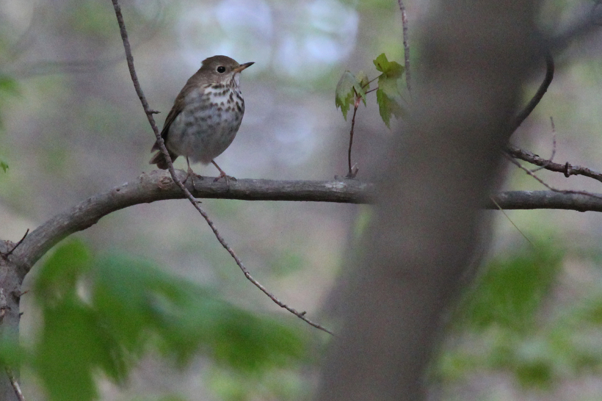 Hermit Thrush / 19 Apr / Red Wing Park