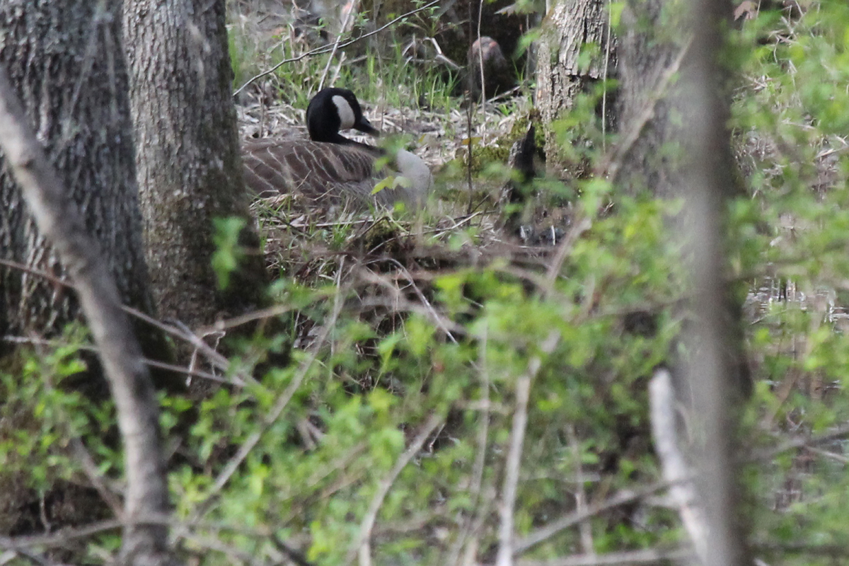 Canada Goose / 13 Apr / Stumpy Lake NA