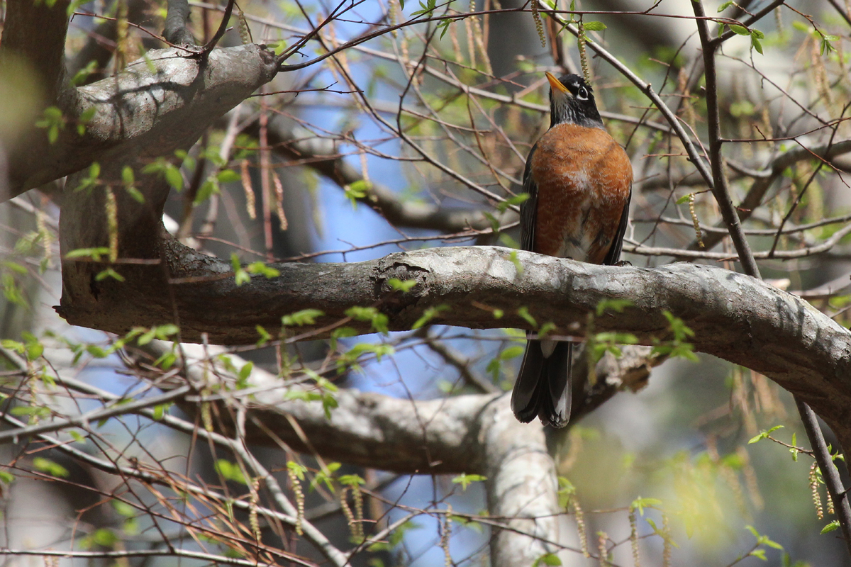 American Robin / 14 Apr / Red Wing Park