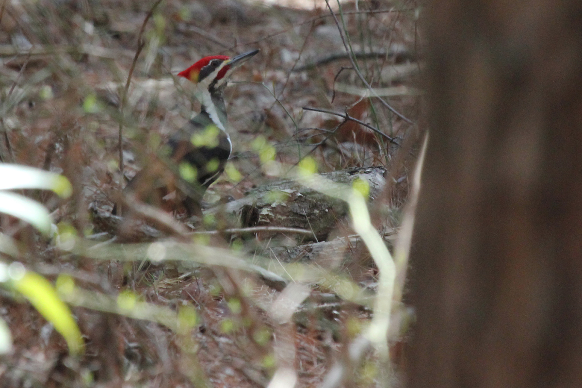 Pileated Woodpecker / 14 Apr / Red Wing Park