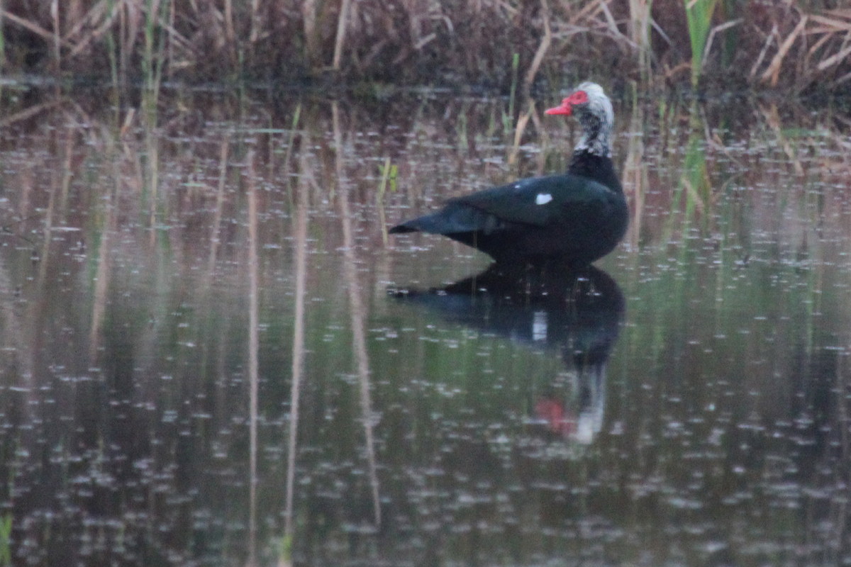 Muscovy Duck (Domestic type) / 15 Apr / Princess Anne WMA Whitehurst Tract