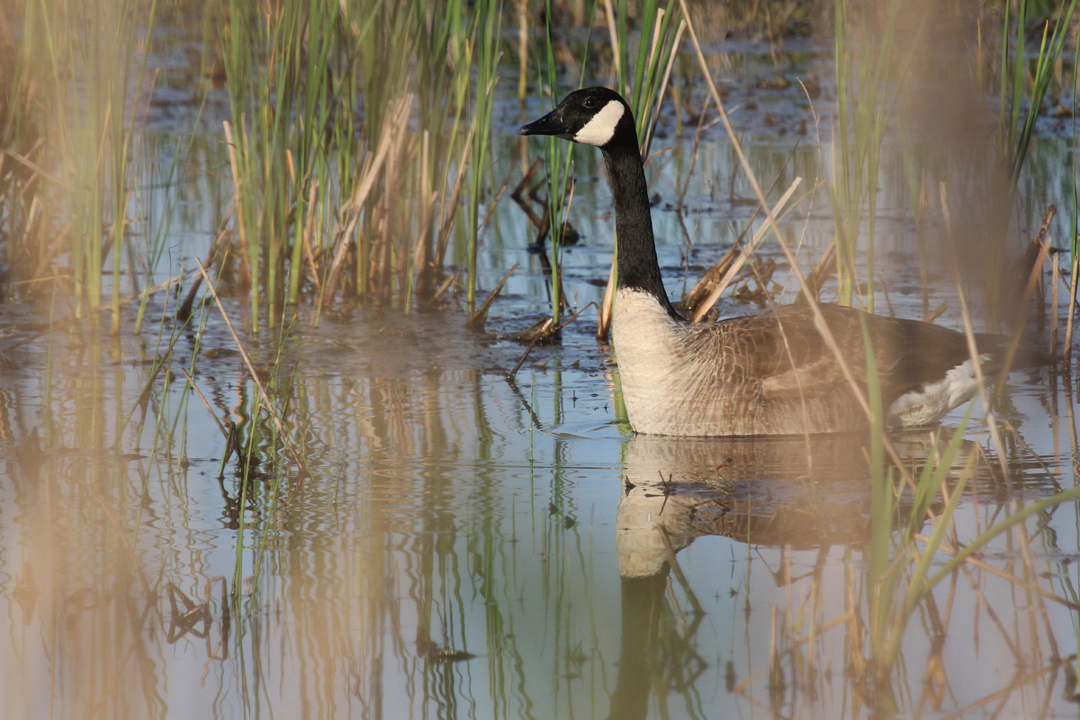 Canada Goose / 15 Apr / Princess Anne WMA Whitehurst Tract