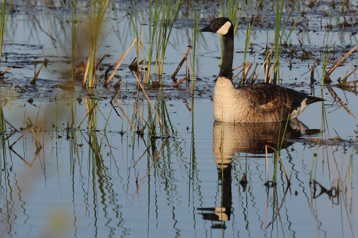 Canada Goose / 15 Apr / Princess Anne WMA Whitehurst Tract