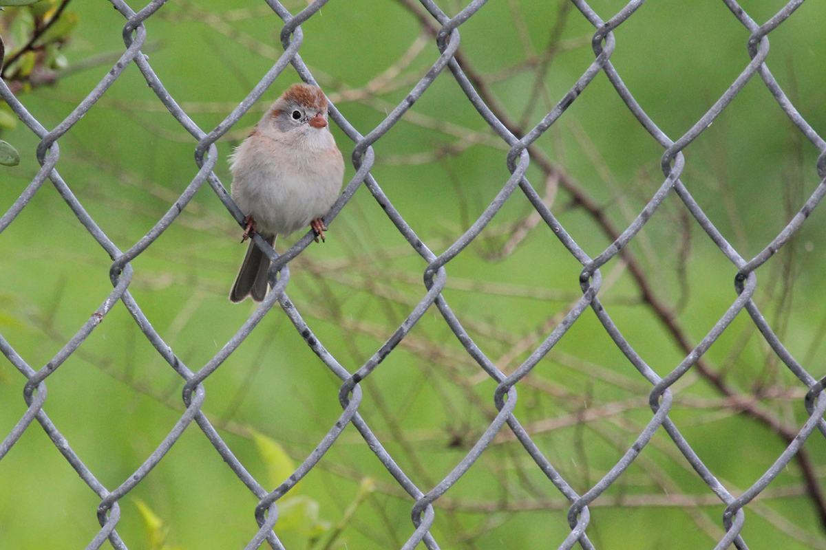 Field Sparrow / 15 Apr / Firefall Dr.