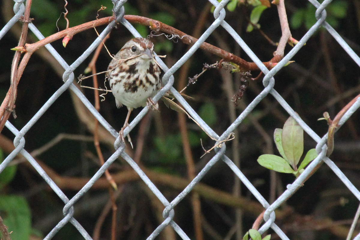 Song Sparrow / 15 Apr / Firefall Dr.