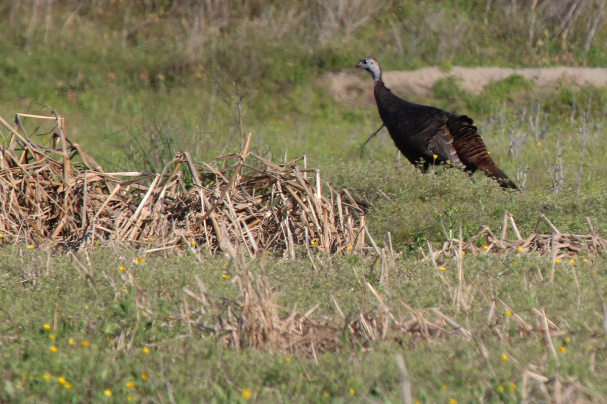 Wild Turkey / 17 Apr / Back Bay Landing Rd.