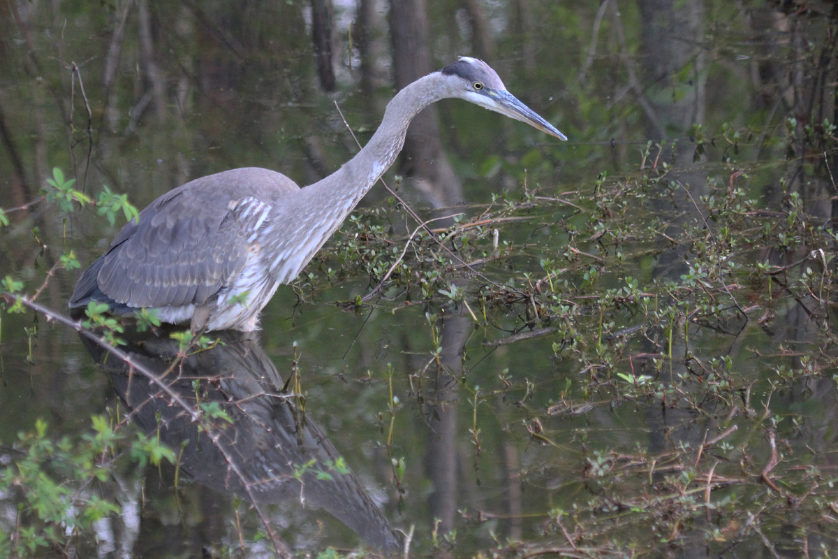 Great Blue Heron / 17 Apr / Stumpy Lake NA