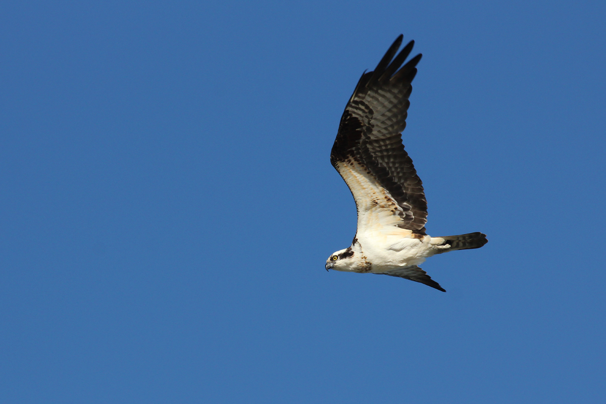 Osprey / 20 Apr / Back Bay NWR